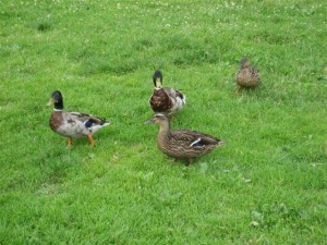 IMG_0059 (Small)